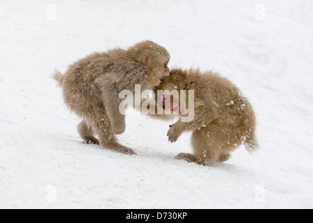 Japanische Snow Monkey Babys spielen im Schnee, Nagano, Japan Stockfoto