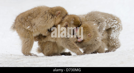 Japanische Snow Monkey Babys spielen im Schnee, Nagano, Japan Stockfoto