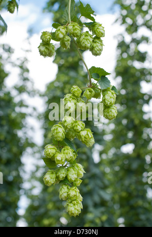 Hop-Feld Stockfoto