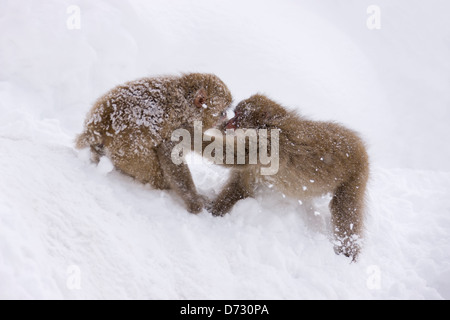 Japanische Snow Monkey Babys spielen im Schnee, Nagano, Japan Stockfoto