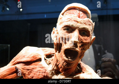 Berlin, Deutschland, Plastination der Basketball-Spieler in der Ausstellung KÖRPERWELTEN von Gunther von Hagens Stockfoto