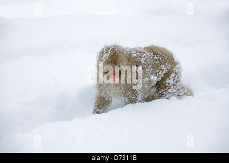 Japanische Snow Monkey Baby auf Schnee, Nagano, Japan Stockfoto