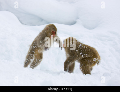 Japanische Snow Monkey Babys spielen im Schnee, Nagano, Japan Stockfoto