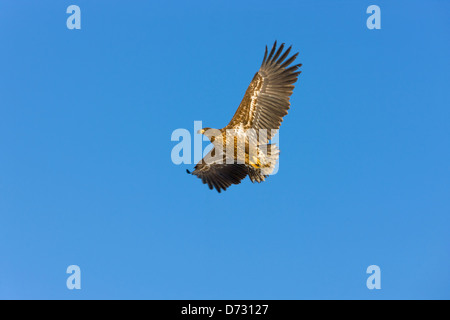 Steller der Seeadler (Haliaeetus Pelagicus), Japan Stockfoto