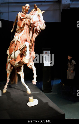 Berlin, Deutschland, Plastination Erziehung Pferd mit Reiter in der Ausstellung von Gunther von Hagens Körperwelten Stockfoto