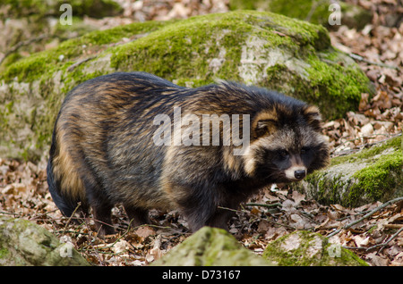 Marderhund, nyctereutes procyonoides, Wandern auf dem Waldboden Stockfoto