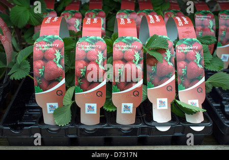 Erdbeerpflanzen Symphony zum Verkauf an Gartencenter Stockfoto