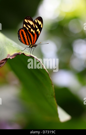 Zarte Tiger-Mimic Queen Lycorea Cleobaea Schmetterling stellte auf grünes Blatt Stockfoto