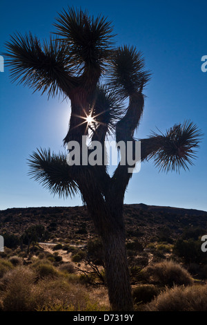 Silhouette der Joshua Baum bei Sonnenuntergang - Mojave-Wüste in Kalifornien Stockfoto