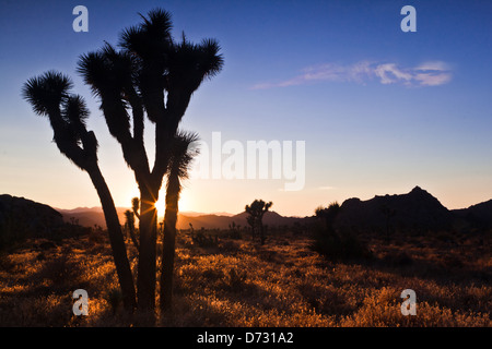 Silhouette der Joshua Baum bei Sonnenuntergang - Mojave-Wüste in Kalifornien Stockfoto