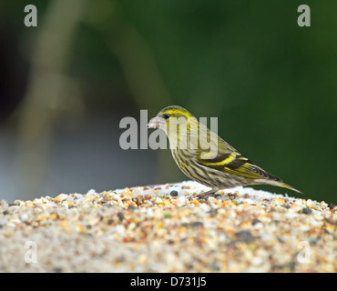 Europäische Zeisig auf feeder Stockfoto