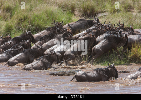 Blaue Gnus Mara Fluss überquert, während der Völkerwanderung - erfüllt von Krokodilen Stockfoto