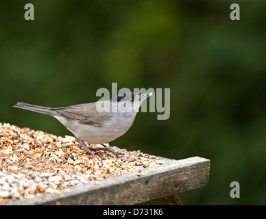 Männliche Mönchsgrasmücke am Futtertisch mit Samen Stockfoto