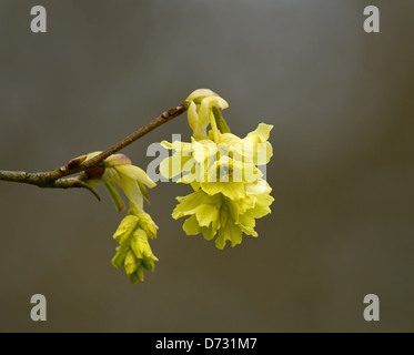 Gelben Blüten der duftende Winter-Hazel Stockfoto