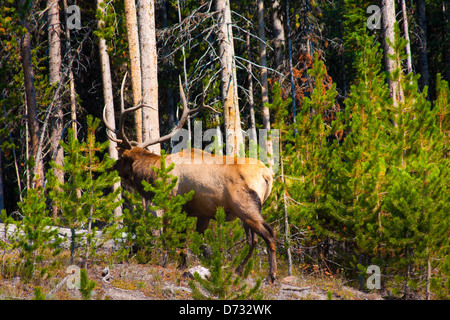 Elch in den Dschungel im Yellowstone National Park, USA Stockfoto