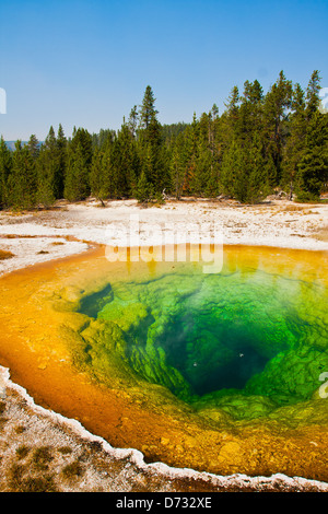 Beautiful Morning Glory Pool im Yellowstone National Park, USA Stockfoto