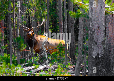 Elch in den Dschungel im Yellowstone National Park, USA Stockfoto