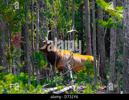 Elch in den Dschungel im Yellowstone National Park, USA Stockfoto