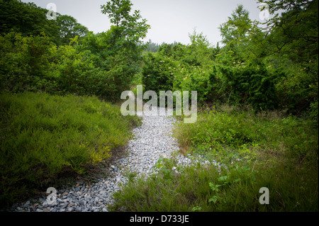 Bug, Deutschland, Feuersteinfelder auf der Insel Rügen Stockfoto