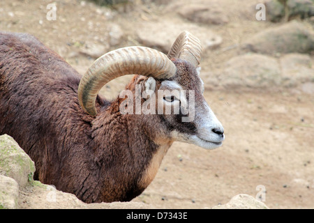 Ein Ziegenbock der Insel Montecristo (Capra Aegagrus Hircus) mit typischen langen, gekrümmten Hörnern, Beetwen Felsen Stockfoto