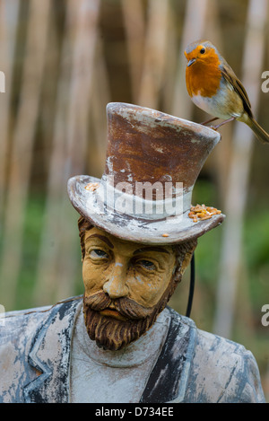 Rotkehlchen auf Mann mit Tophat sitzen Stockfoto