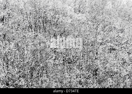 Bergwald mit Schnee bedeckt, Yamanashi-Präfektur, Japan Stockfoto