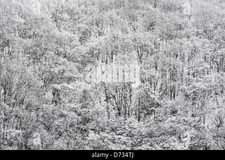 Bergwald mit Schnee bedeckt, Yamanashi-Präfektur, Japan Stockfoto