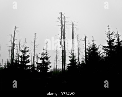Wald im Nationalpark Harz vor Sonnenaufgang Stockfoto
