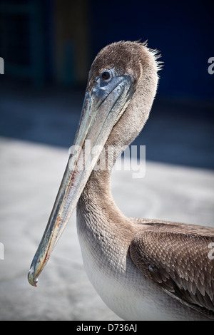 Amerikanische Pelican stehend - Profil Stockfoto