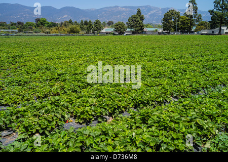 Grüne Zeilen Frühling Erdbeeren wachsen in Santa Barbara, Kalifornien. Stockfoto