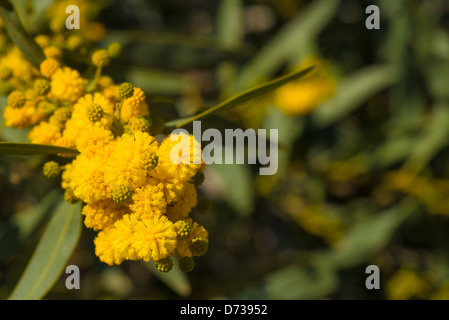 Blühender Zweig der Akazie in schönen gelben Farben Stockfoto
