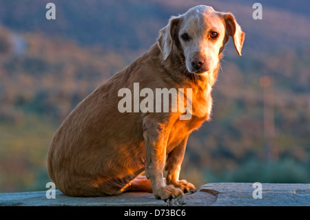 Dackel auf Mauer in Abendsonne sitzend Stockfoto