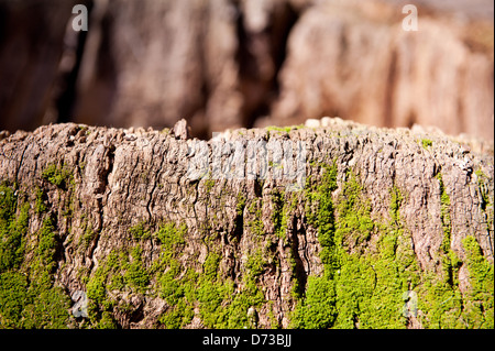 Bryophyta grünen Moos auf Rinde von Stamm Stockfoto