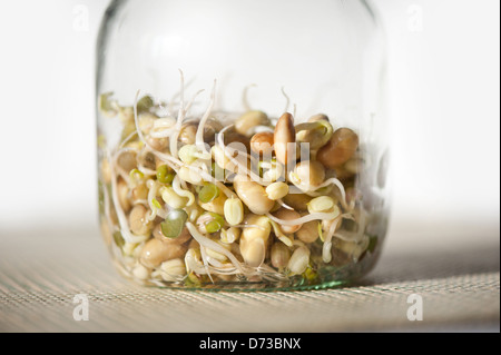 Mischung aus Pflanzen Sprossen wachsen in Glas Stockfoto