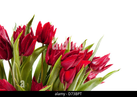 Rote Tulpen Strauß bestreut mit Wasser Stockfoto