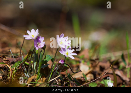 Einige hübsche rosafarbene runde gelappt Leberblümchen Blumen blühen in der Sonne Stockfoto