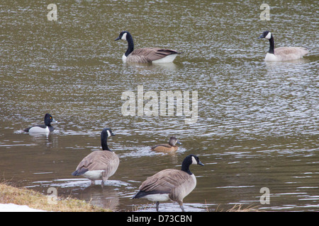 Eine männliche und eine weibliche Ringneck Ente, zusammen mit mehreren Kanadagänse auf einem Teich. Stockfoto