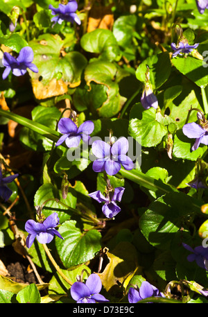 Ein Büschel von Hund Veilchen blühen in einem Garten Cheshire England Vereinigtes Königreich UK Stockfoto