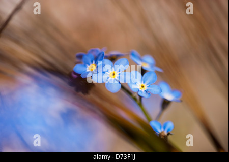 Blume in Amlwch Anglesey North Wales Großbritannien vergessen mich nicht Stockfoto