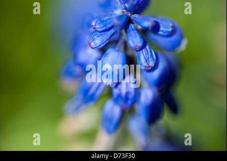 In Amlwch Anglesey North Wales Uk Blau Blume Stockfoto