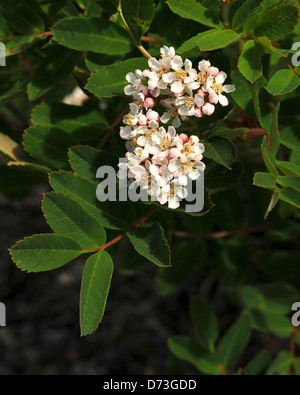 Sitka Eberesche Stockfoto