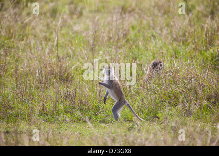 Ein Vervet-Affe (Chlorocebus pygerythrus) steht in seinem natürlichen Lebensraum wachsam und zeigt sein charakteristisches grüngrau-graues Fell und sein kurioses Verhalten. Stockfoto