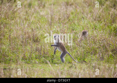 Ein Vervet-Affe (Chlorocebus pygerythrus) steht in seinem natürlichen Lebensraum wachsam und zeigt sein charakteristisches grüngrau-graues Fell und sein kurioses Verhalten. Stockfoto