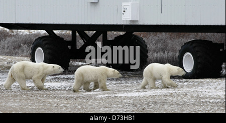 Churchill, Kanada, Eisbären in Churchill Wildlife Management Area Stockfoto