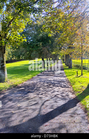 Von Bäumen gesäumten Laufwerk, Cornwall, England Stockfoto