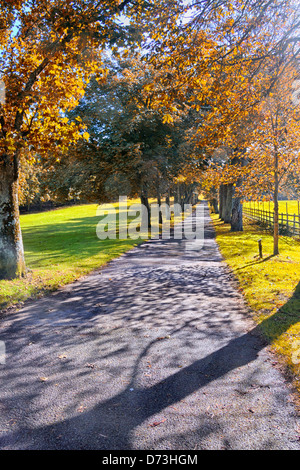 Von Bäumen gesäumten Laufwerk, Cornwall, England Stockfoto