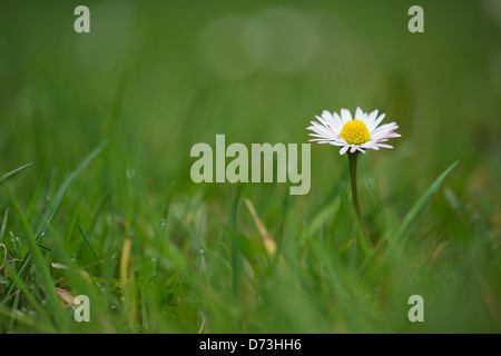 Daisy Flower in grass flachen DOF Stockfoto