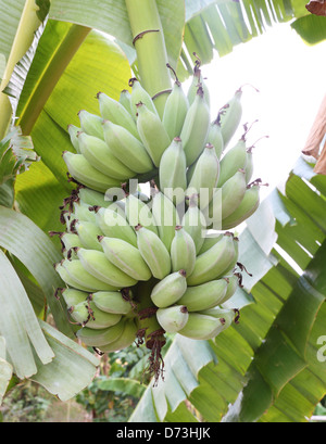 Grüne Bananen auf einem Baum Stockfoto