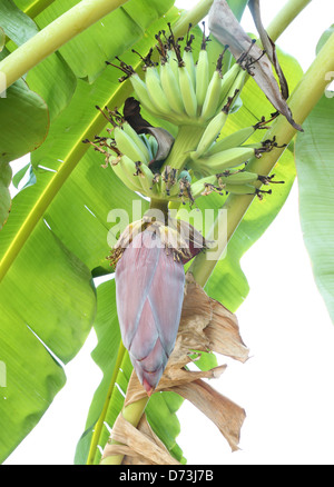 wachsenden Banane blühen Bananenbaum Stockfoto