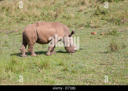 White Rhino Kalb Weiden Stockfoto